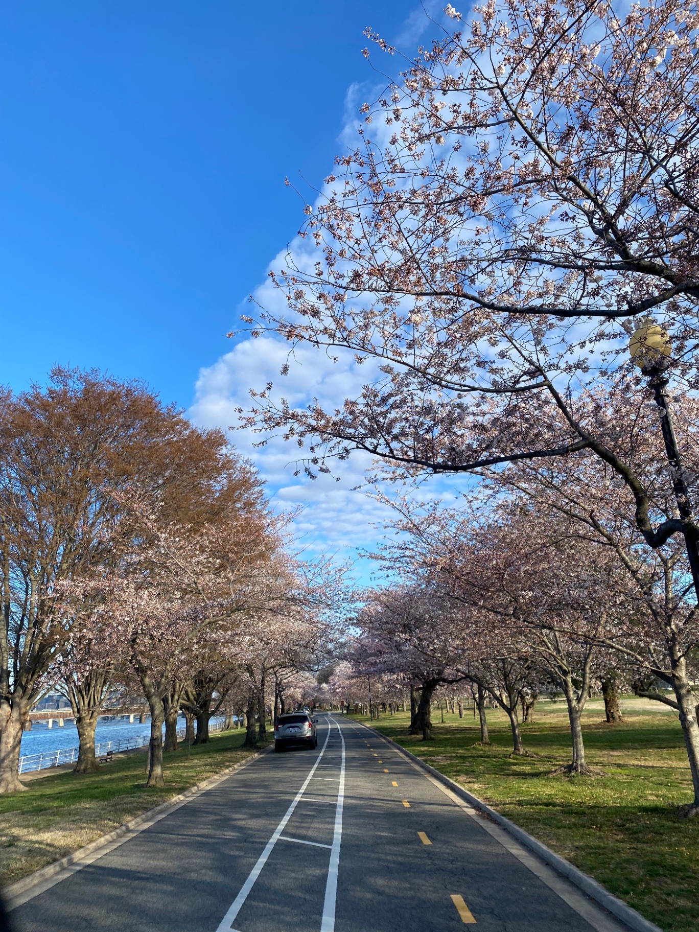 Cherry blossoms along East Potomac Park